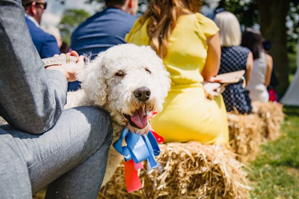 Dogs-at-Weddings